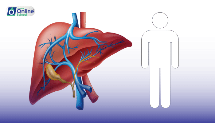 Lesson 17: The Liver: The Body's Metabolic Powerhouse